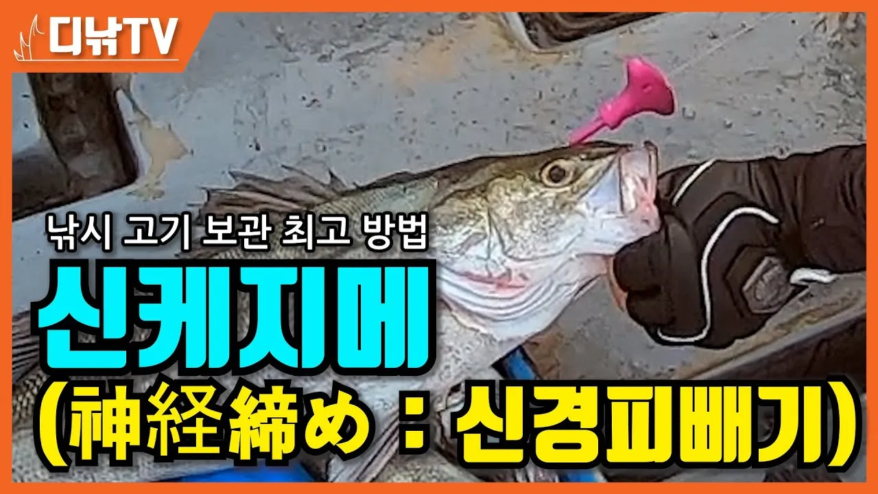 낚시 잡은 고기 보관법 아이스박스 얼음 해수 관리 요령_2