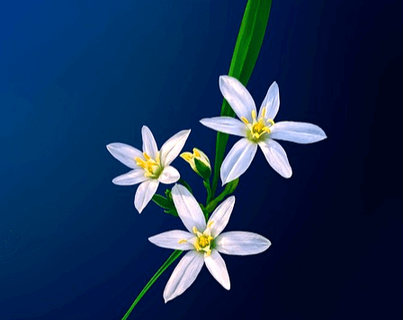 3개의 하얀곷이 피었다. 작은 꽃으로 수술은 노란색이다.