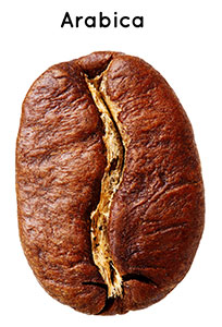 아라비카종은 고산지에서 재배되어 향과 맛이 뛰어나다.