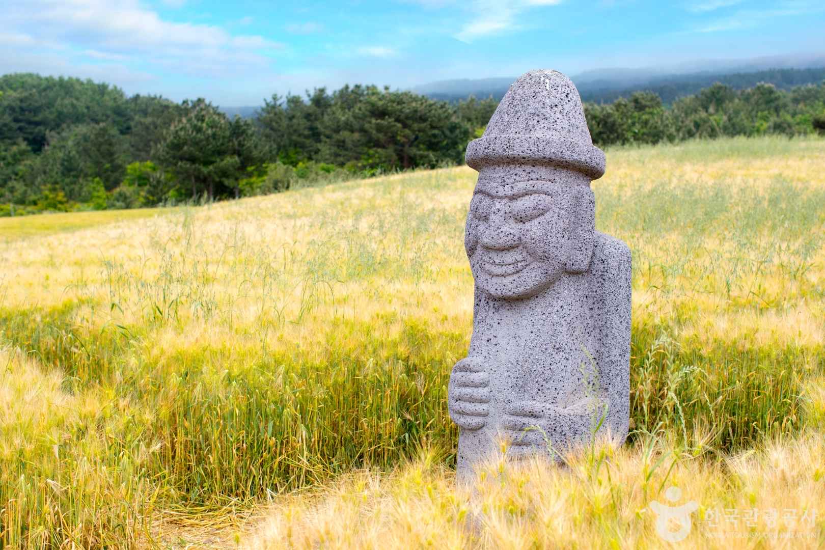 제주 오라동메밀밭