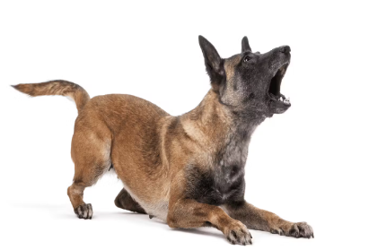 개가 밤에 짖는 원인