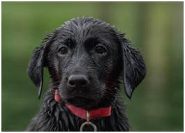 동물등록번호 확인