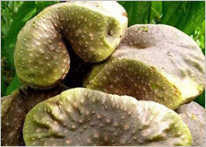 하늘마 먹는법&amp;#44; 효능&amp;#44; 부작용