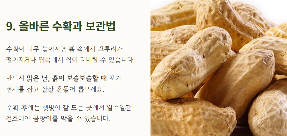 땅콩 심는시기