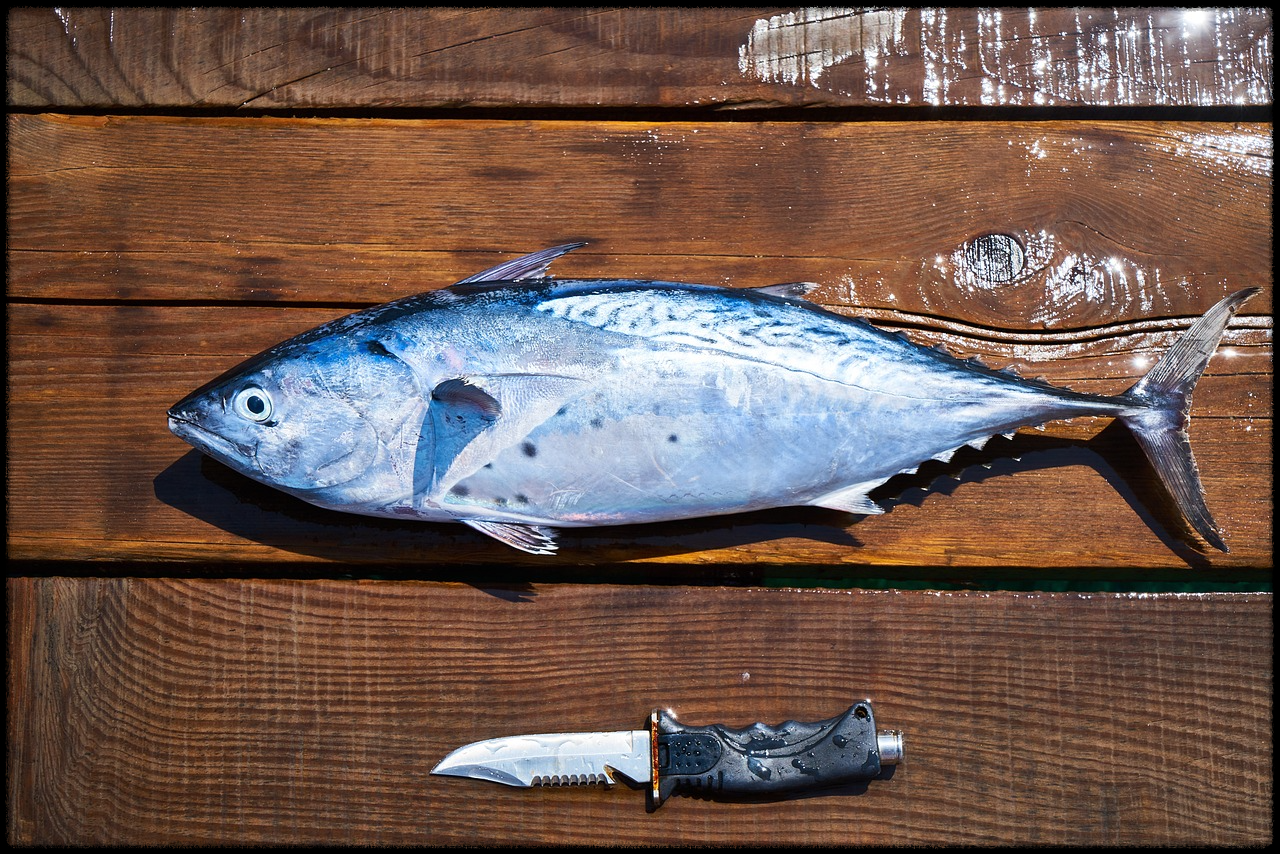 OMEGA-3 사진3