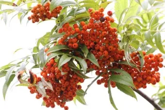 마가목 열매 효능 먹는 법 부작용 포함 10가지 정리_2