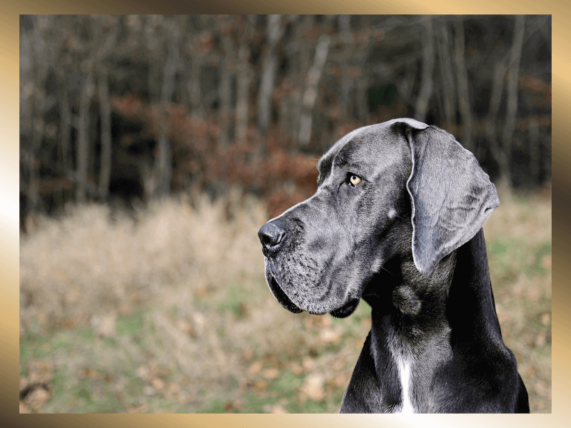 산에서-옆을-보고있는-검은-그레이트데인-한마리