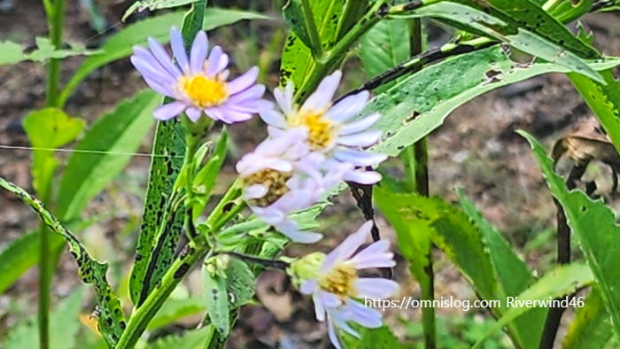 늦개미취 ,Aster tataricus. ,자원(紫菀)