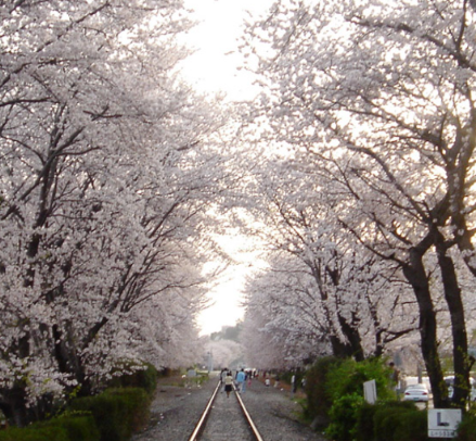 2024 진해 군항제