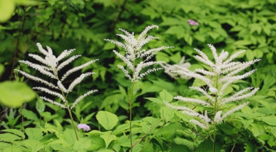 눈개승마 이미지