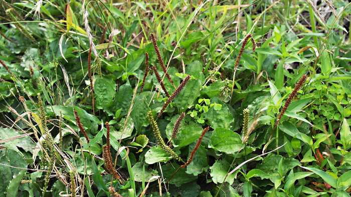 차전자피의 효능 핵심은 '이것'