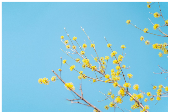 구례 산수유 꽃 축제