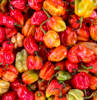 용종제거 보험청구 서류 실비보험 용종제거후 식사 음주 음식