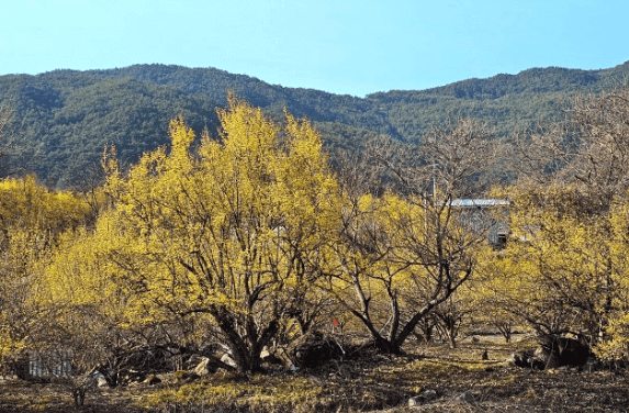 이천백사 산수유꽃축제