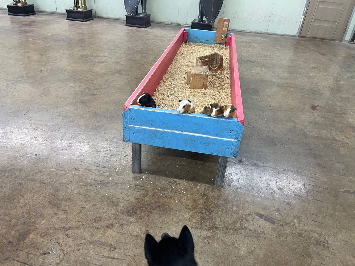 남해 상상양떼목장