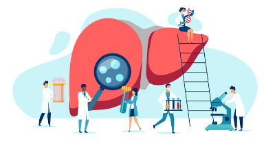 영양보충제가 간에 미치는 영향 일러스트