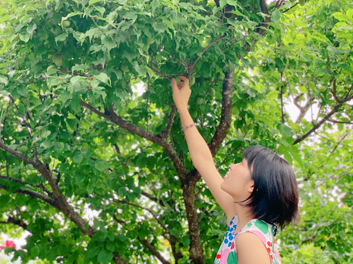 매실 수확시기, 적기