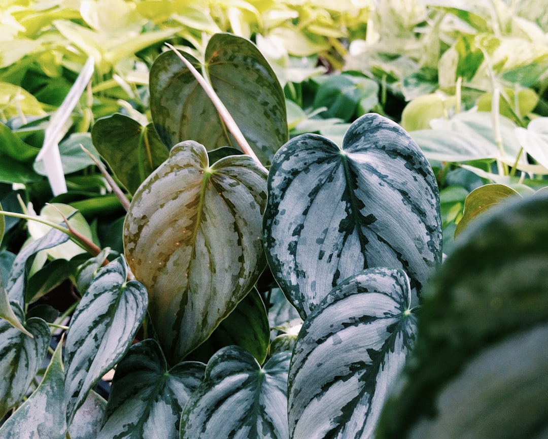 Philodendron