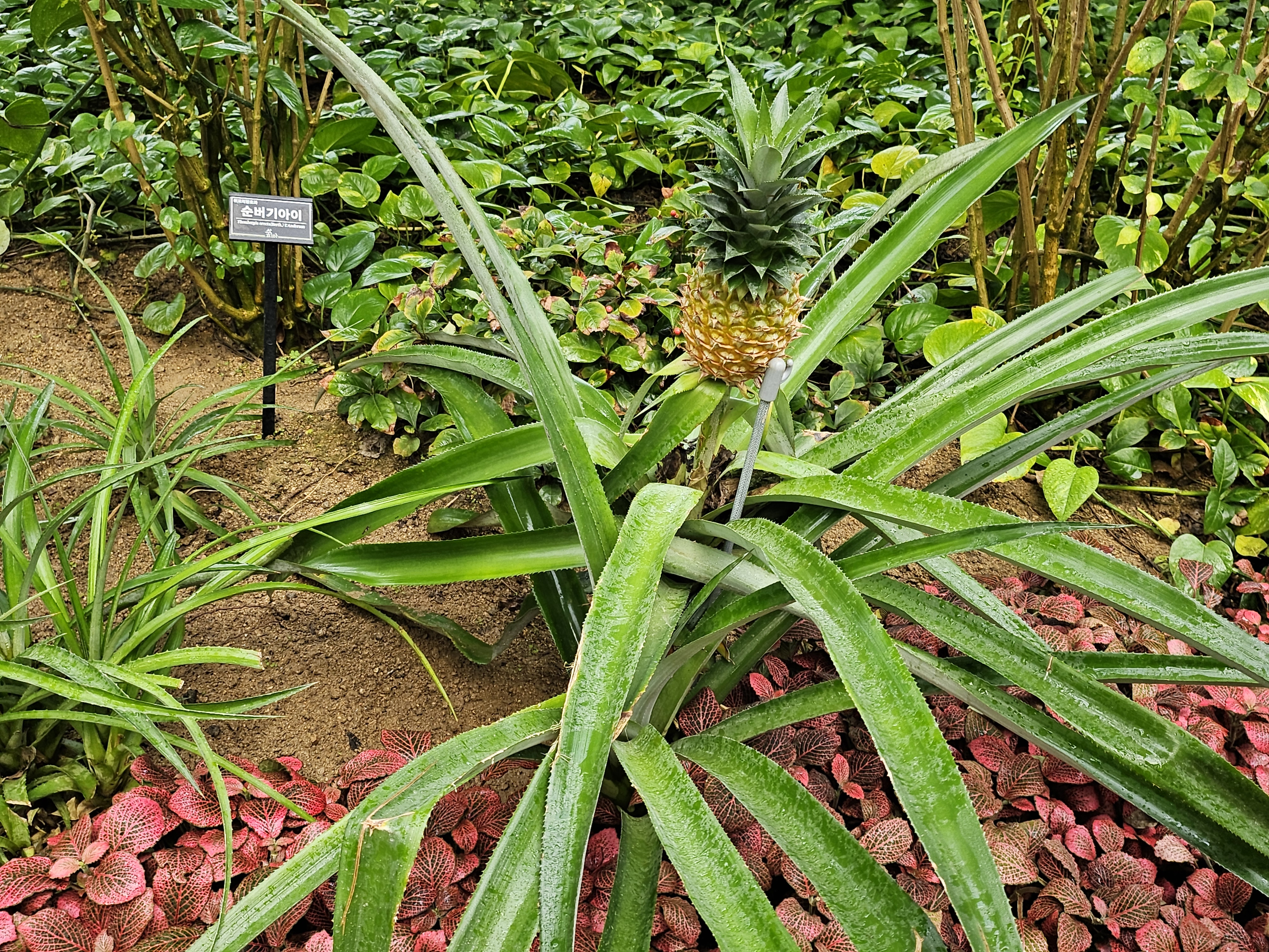 겨울 실내 아이와 가볼만한곳 부천호수공원 식물원 수피아