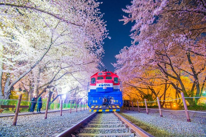 2024 전국 벚꽃 축제 명소 TOP 9