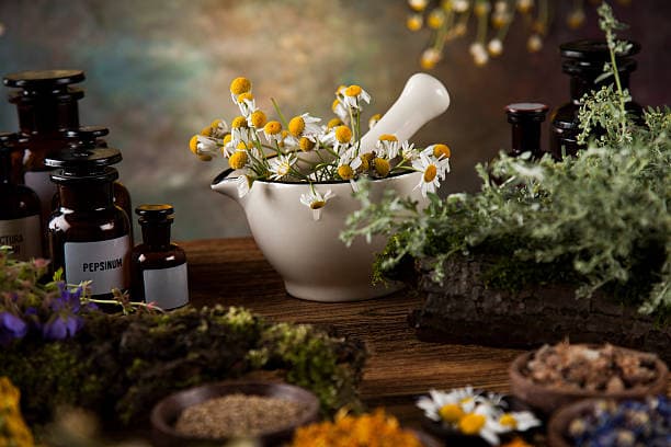 한국 전통 약초와 서양 약초, 차이점과 공통점