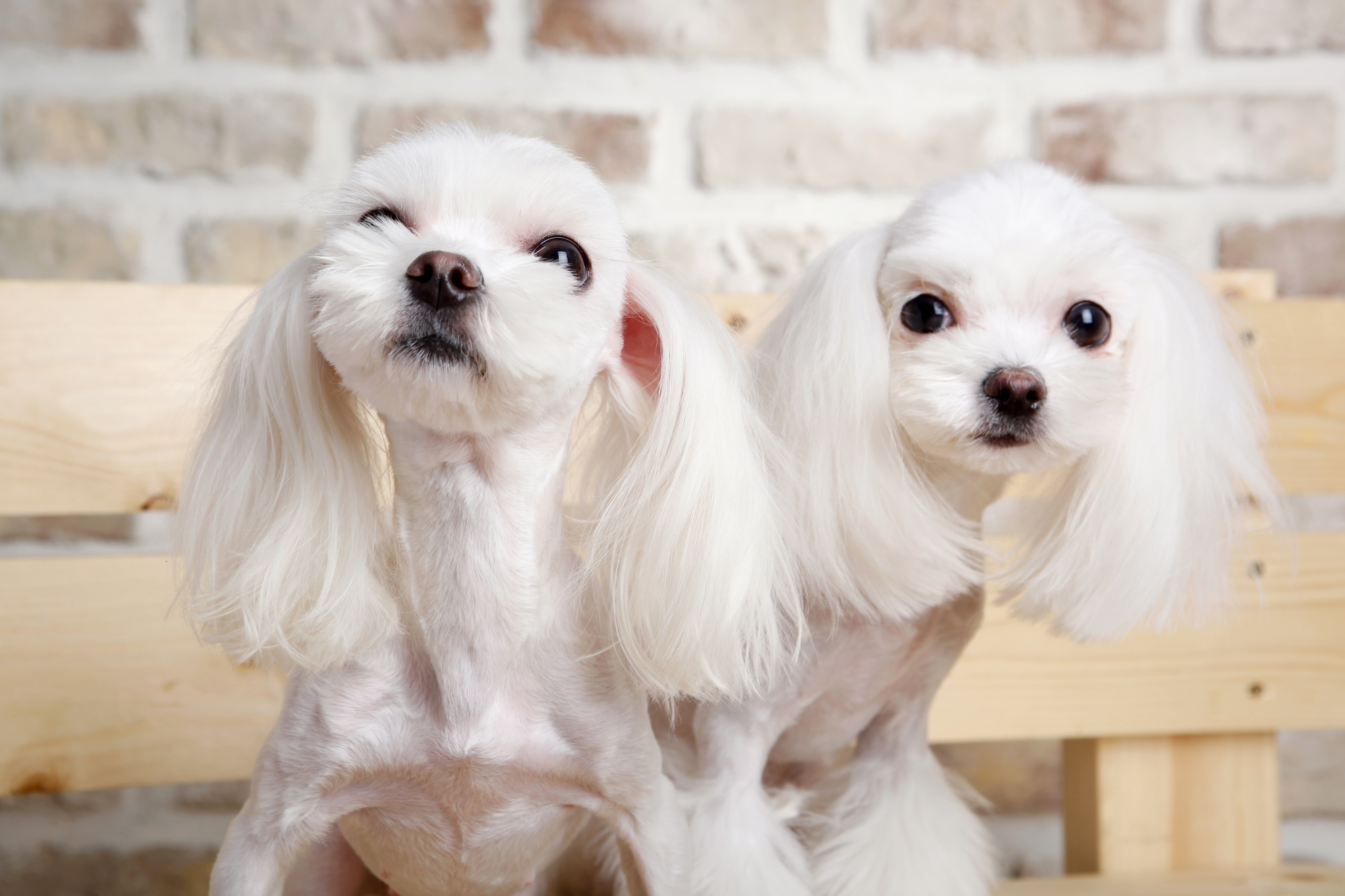 강아지 미용 사진