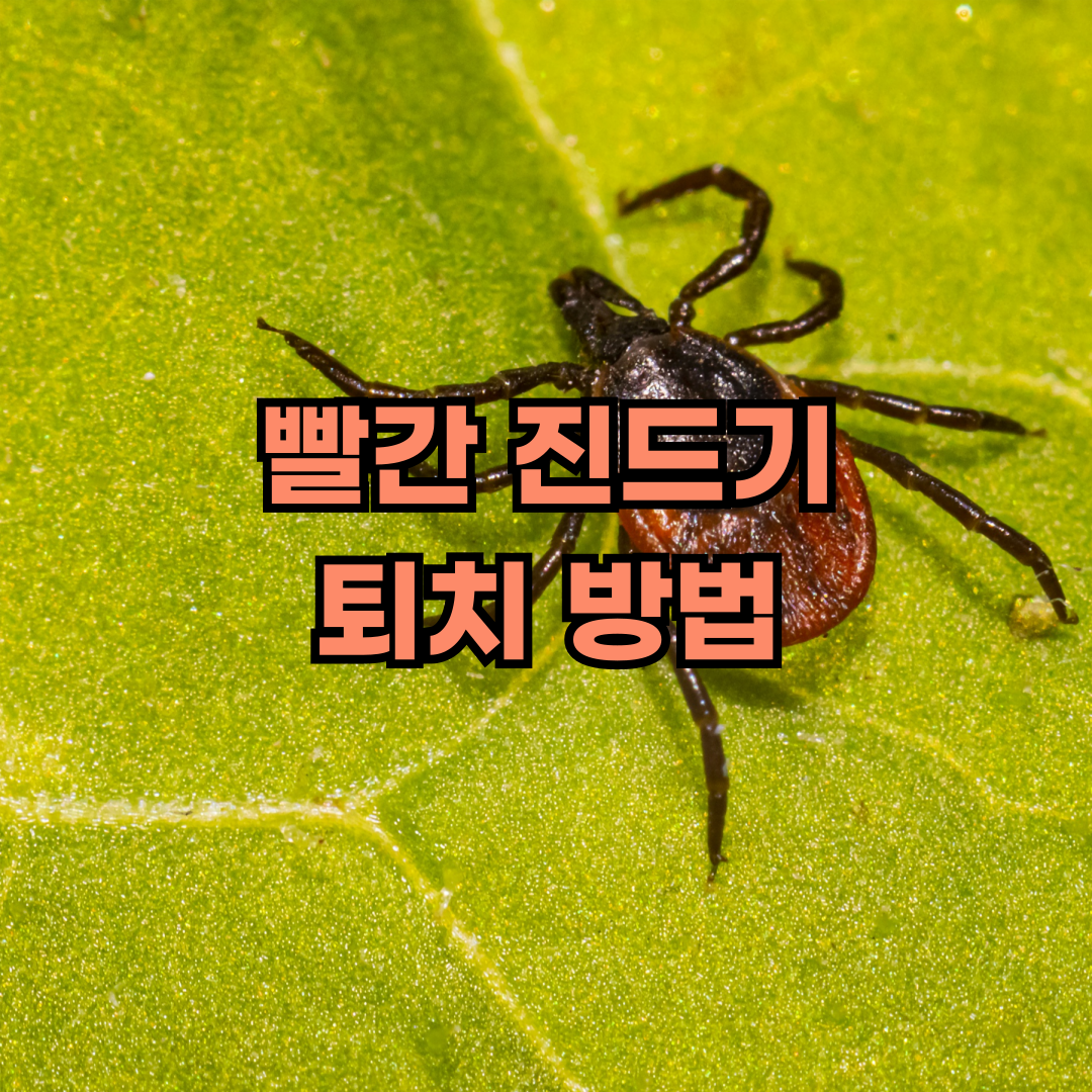빨간진드기 예방 퇴치
