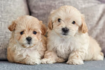 말티푸/출처:어도비스톡