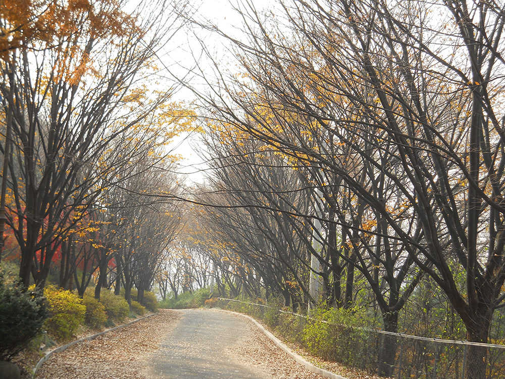 걷고 사랑하며 : 시간이 멈춘 안산자락길을 미치도록 걷고 싶다!