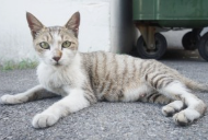 길냥이에게 간택받는 방법 4가지