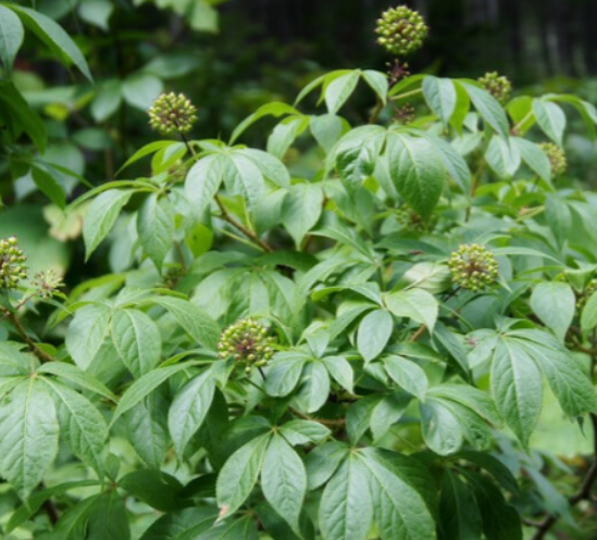 가시오가피 효능 부작용