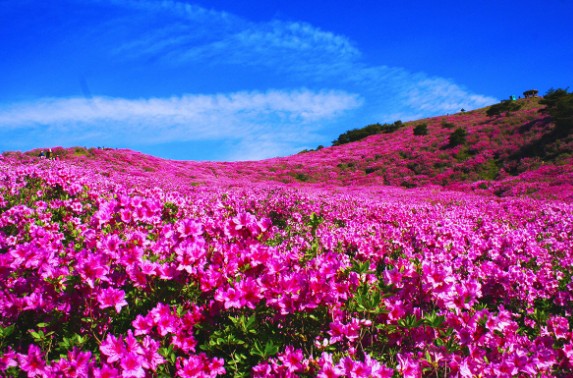 2024 합천 황매산 철쭉 축제 주차장 위치 이용료 황매산 개화시기현황, 행사일정