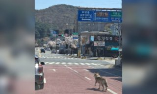 대전 오월드 늑대 늑구 탈출 원인 암컷 드론 생포