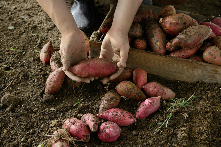 고구마 꿈 해몽[고구마 먹는 꿈&amp;#44; 고구마 캐는 꿈&amp;#44; 고구마 사는 꿈 등] 