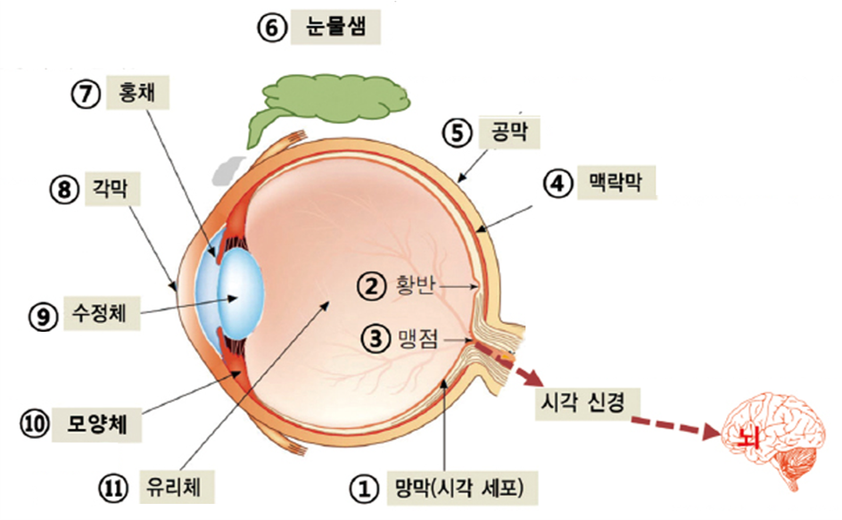 눈의 구조