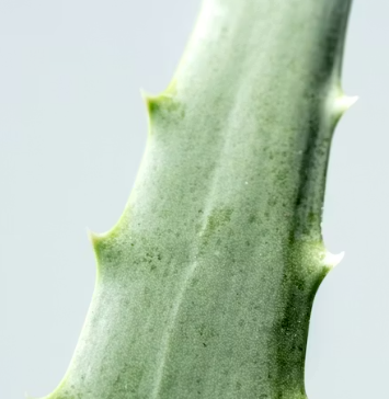 역류성식도염에 좋은 음식 영양제 식단