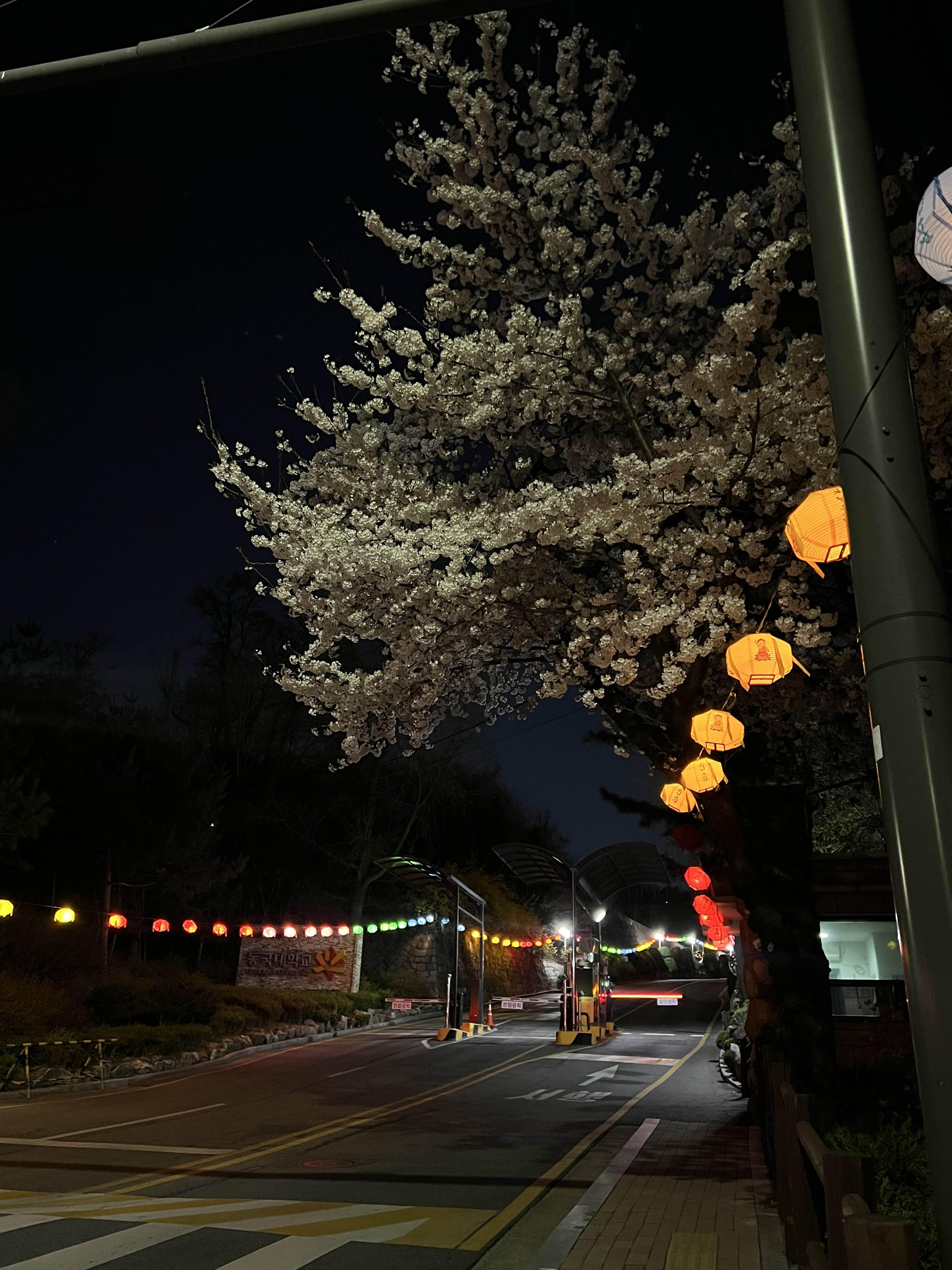 장충단공원 남산가는 길 벚꽃