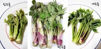 개두릅 참두릅 차이 섭취방법_4