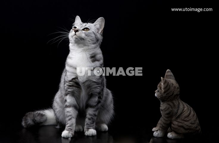 연령별 고양이의 감각발달