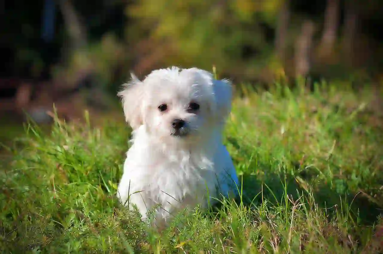 반려동물_maltese