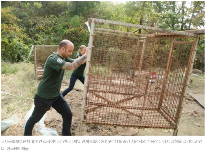 [강아지 사랑] 미국서 입양 급증하는 진돗개...왜