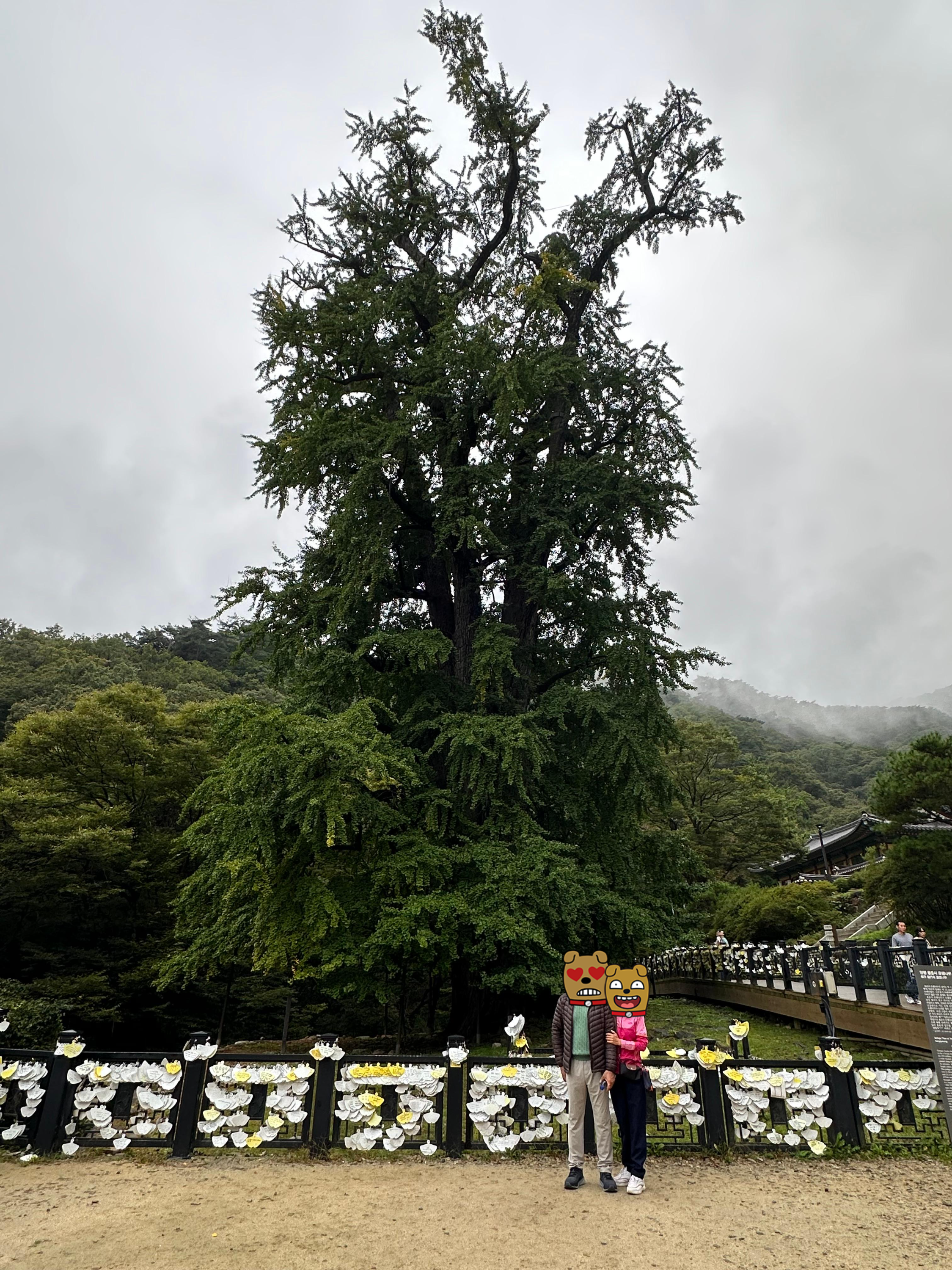 천년 은행나무 아래서 즐긴 가족의 단풍 힐링
