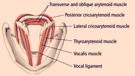 후두, 성대 근육