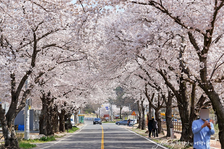 경주: 벚꽃과 역사의 도시-사진