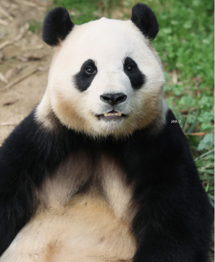 판다