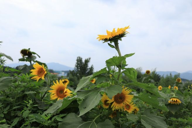 해바라기