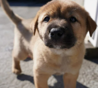 연령별 강아지 건강검진 추가 항목 추천 리스트 비용 및 가격