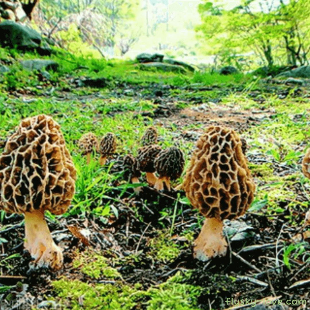 곰보버섯(morel)