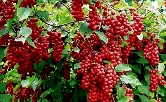 슈퍼푸드 중 하나