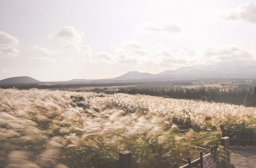 제주도-억새밭-사진